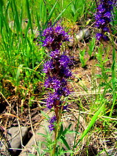 Silky Phacelia A very showy and very beautiful alpine wildflower. These are not a very common wildflower, so whenever I would come across one in the Greater Yellowstone area, I always felt compelled to investigate it closer. A very unique plant if you ask me! Geotagged,Phacelia sericea,Silky phacelia,United States,Wildflower,Wyoming,Yellowstone National Park