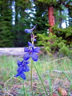 Two-lobe Larkspur Two-lobe larkspur growing along the banks of the Snake River in Grand Teton National Park, Wyoming. Delphinium nuttallianum,Geotagged,Grand Teton National Park,Two-lobe larkspur,United States,Wildflowers,Wyoming