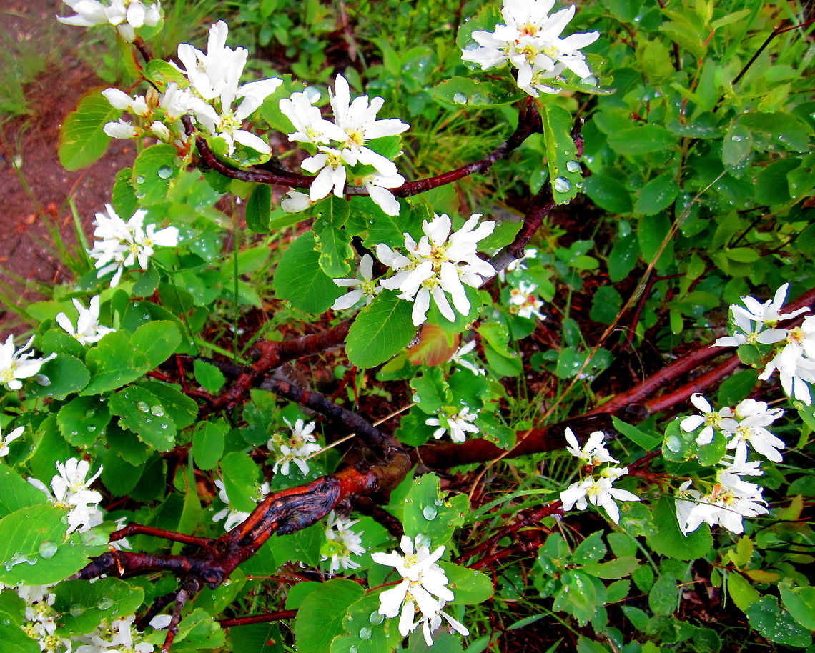 Western Serviceberry A western serviceberry plant soaks up the rain in Grand Teton National Park, Wyoming. Amelanchier alnifolia,Geotagged,Grand Teton National Park,United States,Western serviceberry,Wildflowers,Wyoming