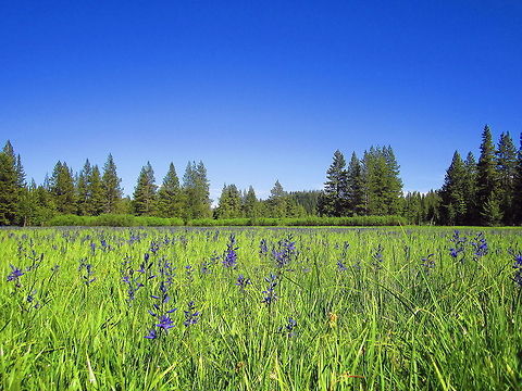 Field of Larkspur A meadow of larkspur in the Caribou-Targhee National Forest, Wyoming. Delphinium nuttallianum,Geotagged,Landscapes,National Forest,Two-lobe larkspur,United States,Wildflowers,Wyoming