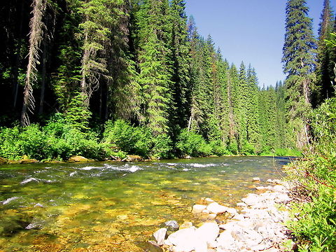 St. Joe River A wall of evergreen trees line the banks of the crystal clear upper St. Joe River, Idaho. I hiked 6 miles to get to this spot on the river. A wild and magical place! Geotagged,Idaho,Landscapes,United States