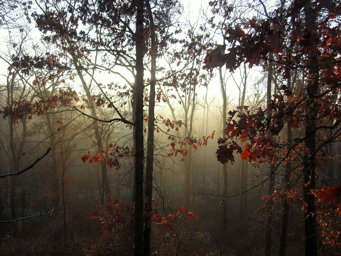 Morning Fog in the Woods A foggy morning in the northern hardwoods of Illinois. Geotagged,Illinois,Landscape,Pin oak,Quercus palustris,Sunrise,United States