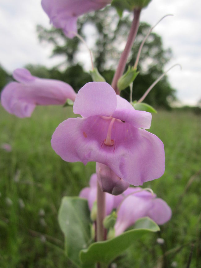 Large Beardtongue A simple, yet captivating specimen captured in Devils Lake, North Dakota.  Geotagged,Large beardtongue,North Dakota,Penstemon grandiflorus,United States,Wildflowers
