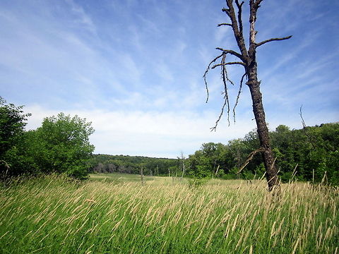 Still Standing A dead tree stands with a few others in a lowland grassland in North Dakota. Geotagged,Landscapes,North Dakota,United States