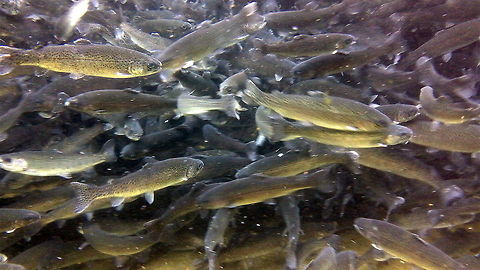 Hatchery Rainbows A unique look at hatchery raised rainbow trout at a state funded fish hatchery in northern Idaho. These fish are raised and stocked in ponds and rivers to create put-and-take fisheries. The fish are expected to be harvested by anglers as they are introduced into their non-native range. Fish,Geotagged,Idaho,Oncorhynchus mykiss,Rainbow trout,United States