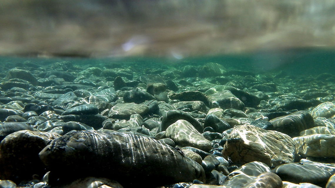 Underwater Community If you look closely, you can pick out several different families of caddisfly larva, but good luck identifying them down to genus and species without a physical specimen and a good microscope! Captured in the St. Joe River, Idaho. Aquatic insects,Caddisfly,Geotagged,Idaho,Insects,Trichoptera,United States,Water