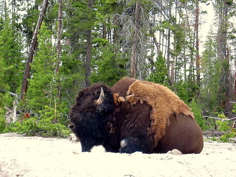 Enough Bull A large bull bison rests in a thermally active area in Yellowstone National Park, Wyoming. American bison,Bison bison,Geotagged,United States,Wyoming,Yellowstone National Park