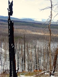 The Devastation of Fire A small group of cow elk make their way down a hillside after an ugly human scared them while trying to take their photo. Captured in Yellowstone National Park, Wyoming.  Cervus canadensis,Elk,Geotagged,United States,Wyoming,Yellowstone National Park,wildfire