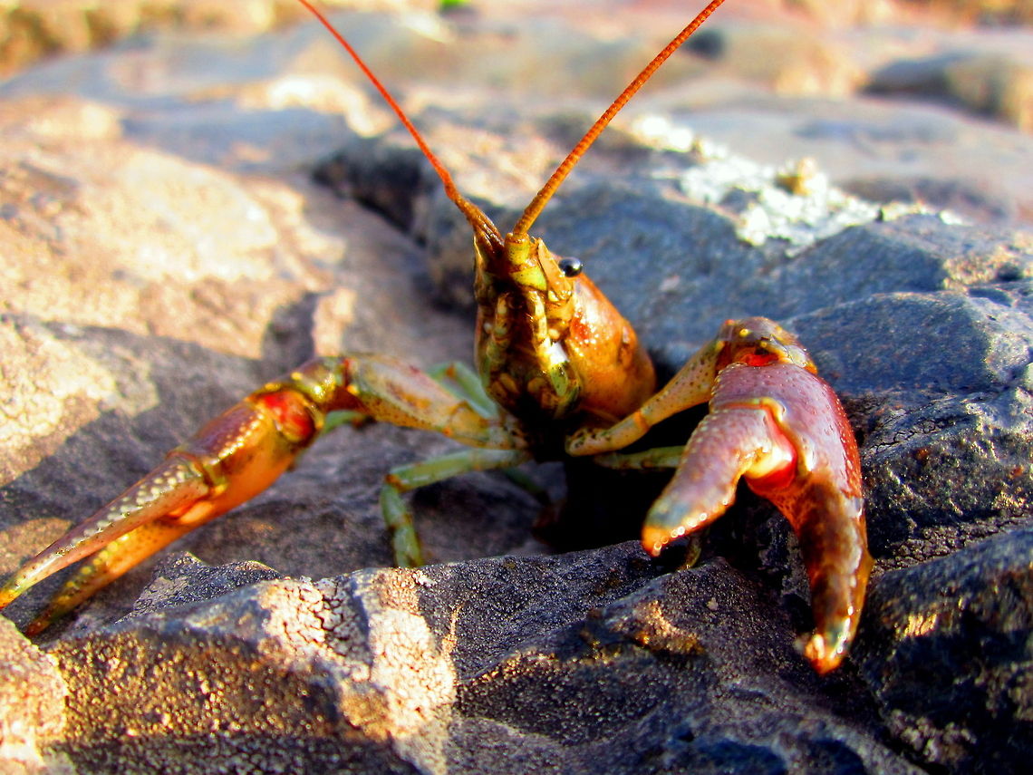 Come At Me, I Dare Ya! A rusty crayfish shows its highly defensive behavior as my camera gets closer and closer. It might feel threatened since I removed it from its natural aquatic habitat for a quick photo. They are a highly invasive specie of crayfish and greatly out-compete native crayfish species. They have become a poster child for aquatic invasive species in the central United States. Geotagged,Non-native,Orconectes rusticus,Rusty crayfish,United States,Wisconsin
