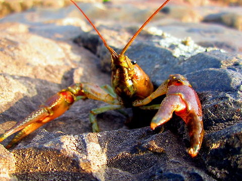 Come At Me, I Dare Ya! A rusty crayfish shows its highly defensive behavior as my camera gets closer and closer. It might feel threatened since I removed it from its natural aquatic habitat for a quick photo. They are a highly invasive specie of crayfish and greatly out-compete native crayfish species. They have become a poster child for aquatic invasive species in the central United States. Geotagged,Non-native,Orconectes rusticus,Rusty crayfish,United States,Wisconsin