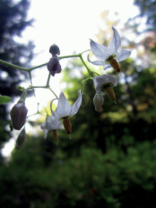 White Nightshade American nightshade or glossy nightshade or white nightshade, whichever you prefer, growing in the Porcupine Mountains Wilderness Area in upper Michigan. Geotagged,Michigan,Nightshade,Plants,Solanum americanum,Summer,United States