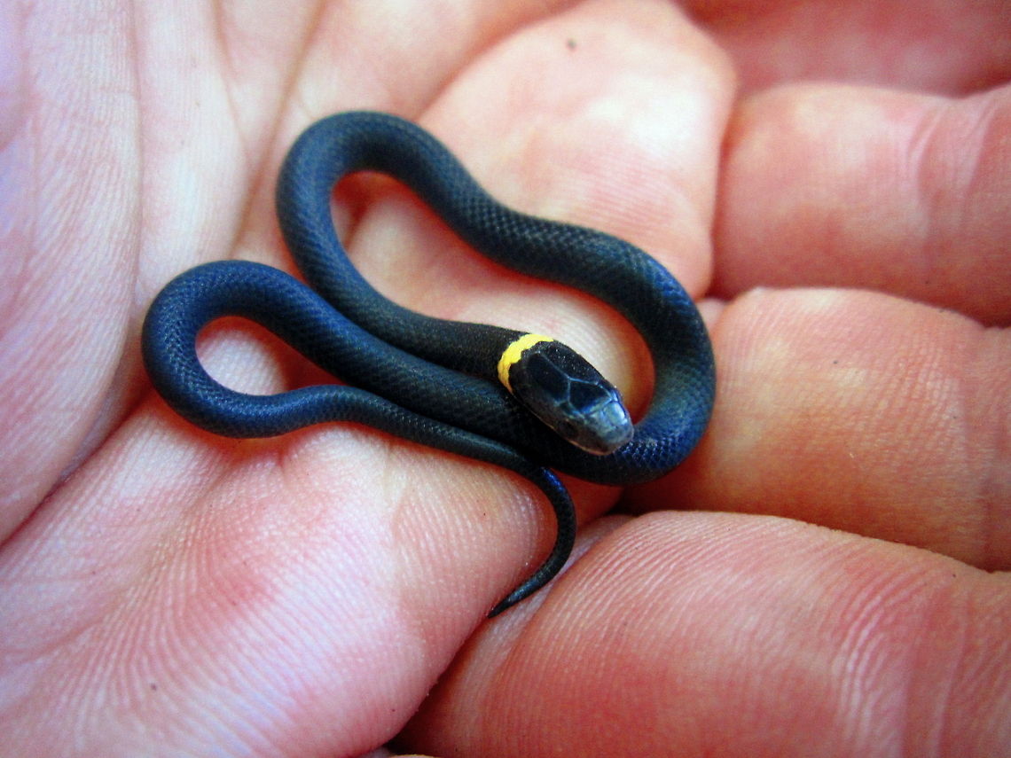 Northern Ringneck Snake A subspecies of Diadophis punctatus. A young specimen I found while collecting firewood for camping one evening. Very docile and a very pretty reptile. Captured in the Porcupine Mountains Wilderness Area, upper Michigan. Diadophis punctatus edwardsii,Geotagged,Michigan,Northern ringneck snake,Reptiles,Snakes,Squamata,United States,summer