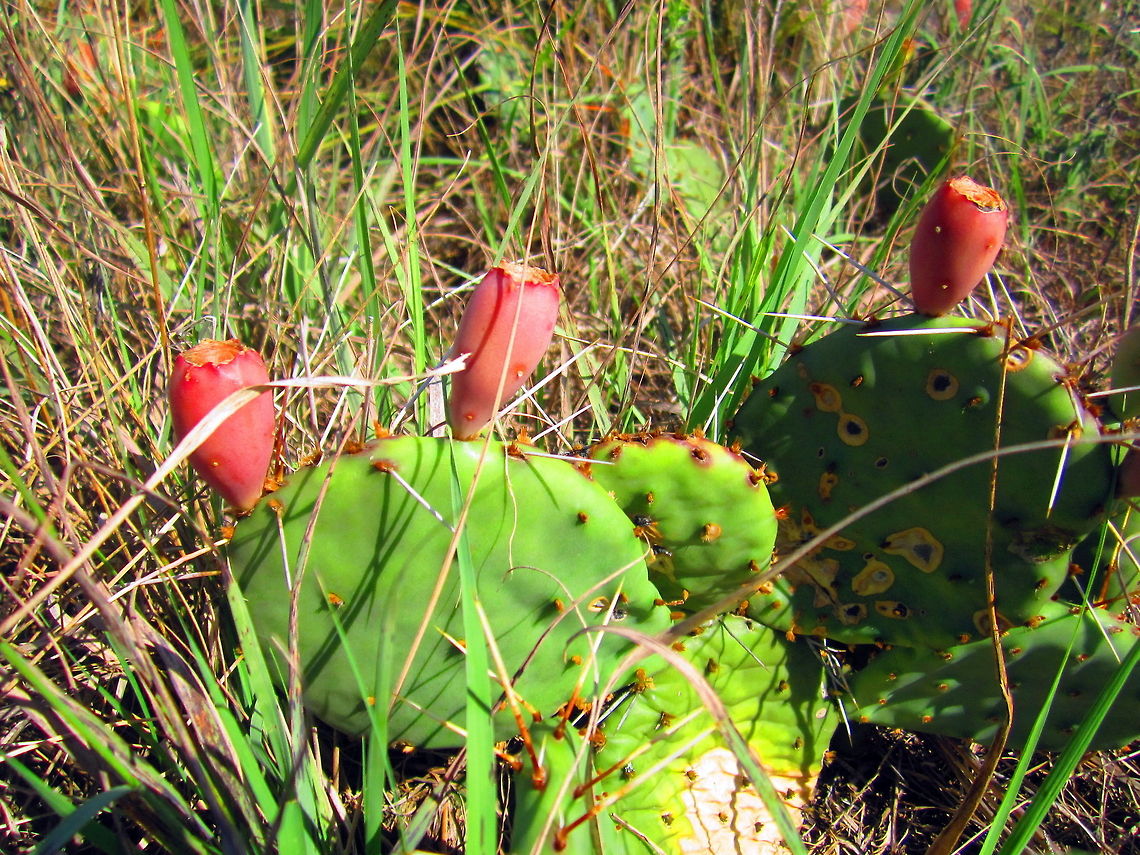 Eastern Prickly Pear Cactus Captured in a restored sand prairie in northern Illinois. Eastern prickly pear,Geotagged,Illinois,Opuntia humifusa,United States