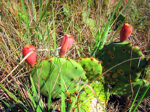 Eastern Prickly Pear Cactus Captured in a restored sand prairie in northern Illinois. Eastern prickly pear,Geotagged,Illinois,Opuntia humifusa,United States