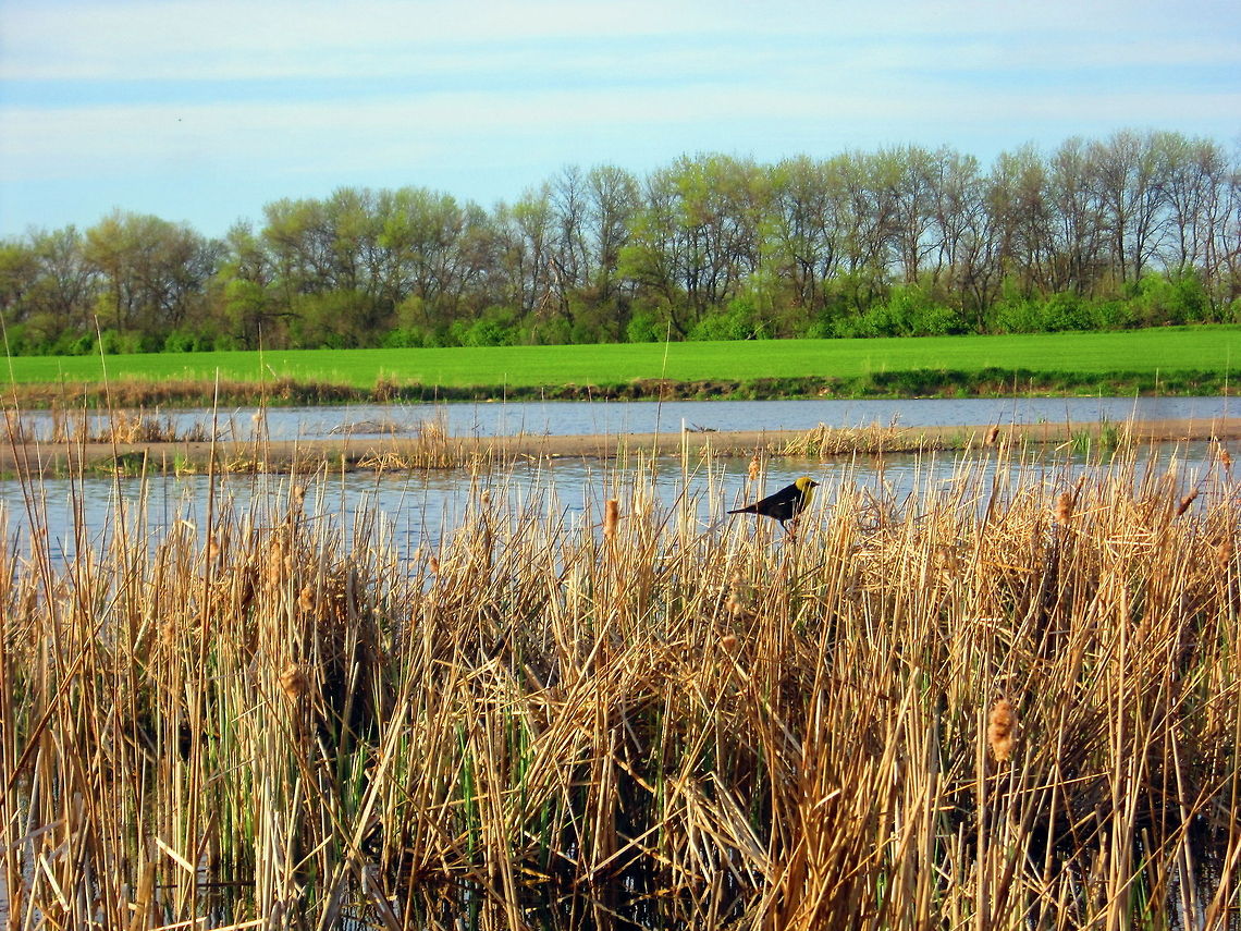 Yellow-Headed Blackbird A male yellow-headed blackbird rests quickly in some cattails before he chases another female. Captured in Devils Lake, North Dakota. Birds,Geotagged,North Dakota,United States,Xanthocephalus xanthocephalus,Yellow-headed Blackbird