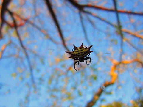Don't Look Up I spotted this orb weaver above me while on a morning photo hunt in the Florida Keys. I can only imagine it was plotting  my demise when it's cover was blown. Arachnida,Florida,Gasteracantha cancriformis,Geotagged,Spiders,United States