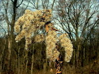 Canada Goldenrod Seeds of a goldenrod are exposed and ready for a wind to disperse them across the landscape. Captured in northern Illinois. Canada goldenrod,Geotagged,Illinois,Solidago canadensis,United States,Wildflowers