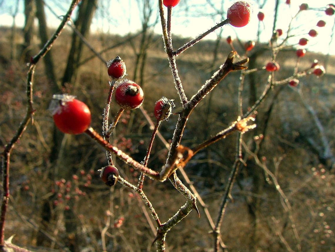 Painful Berries This multiflora rose bush displays its red berries and sharp, plentiful thorns. It is an invasive specie in North America and is a common site out-competing and overgrowing the hardwood forest floor. Captured in northern Illinois. Geotagged,Illinois,Multiflora rose,Non-native,Rosa multiflora,United States
