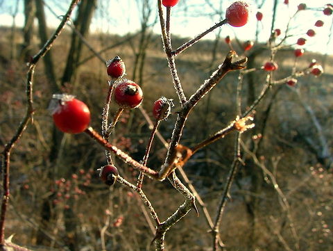 Painful Berries This multiflora rose bush displays its red berries and sharp, plentiful thorns. It is an invasive specie in North America and is a common site out-competing and overgrowing the hardwood forest floor. Captured in northern Illinois. Geotagged,Illinois,Multiflora rose,Non-native,Rosa multiflora,United States
