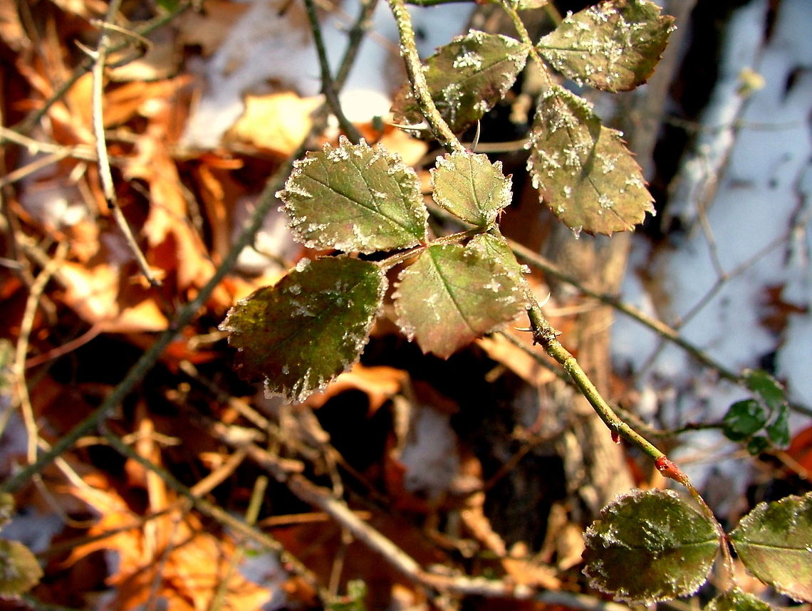 Frosty Multiflora Rose The leaves of a young multiflora rose bush are frosted on a November morning. Captured in northern Illinois. Geotagged,Illinois,Multiflora rose,Non-native,Rosa multiflora,United States