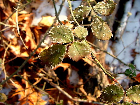 Frosty Multiflora Rose The leaves of a young multiflora rose bush are frosted on a November morning. Captured in northern Illinois. Geotagged,Illinois,Multiflora rose,Non-native,Rosa multiflora,United States
