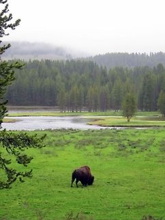 Foggy Breakfast Fog begins to lift over the Hayden Valley as a bull bison grazes along the banks of the Yellowstone River. Captured in Yellowstone National Park, Wyoming. American bison,Bison bison,Geotagged,Mammals,United States,Wyoming,Yellowstone National Park