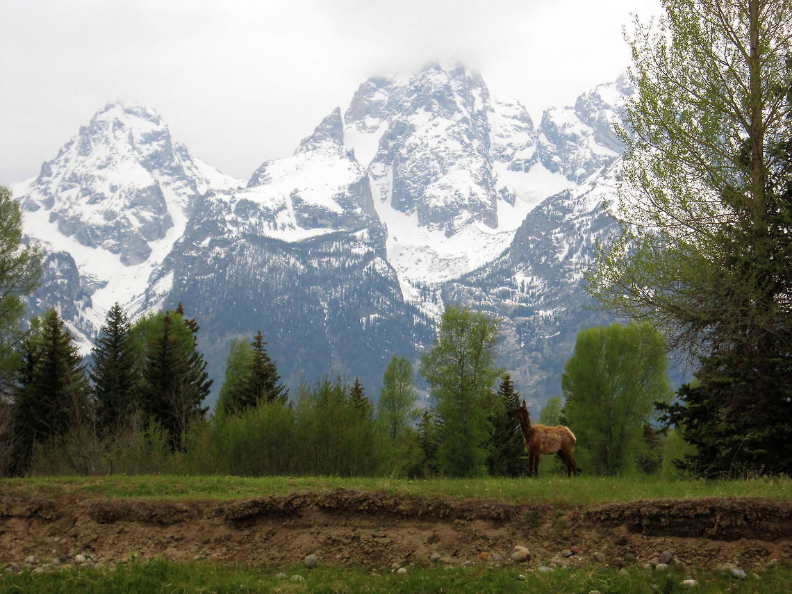 Lost Elk Calf A young elk calf searches for its mother against a snowy backdrop of Grand Teton. Captured along the banks of the Snake River in Grand Teton National Park, Wyoming. Cervus canadensis,Elk,Geotagged,Grand Teton National Park,Mammals,United States,Wyoming