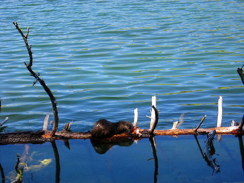 A River Otter's Lunch A river otter snacks on a Yellowstone cutthroat trout in Trout Lake, Yellowstone National Park, Wyoming. Geotagged,Lontra canadensis,Mammals,North American river otter,United States,Wyoming,Yellowstone National Park