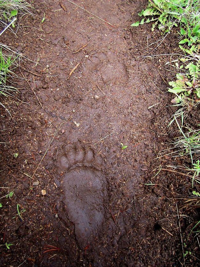 Bear Track A bear track looking eerily human. Captured in the Shoshone National Forest, Wyoming. Geotagged,National Forest,Tracks,United States,Wyoming
