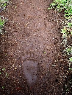 Bear Track A bear track looking eerily human. Captured in the Shoshone National Forest, Wyoming. Geotagged,National Forest,Tracks,United States,Wyoming