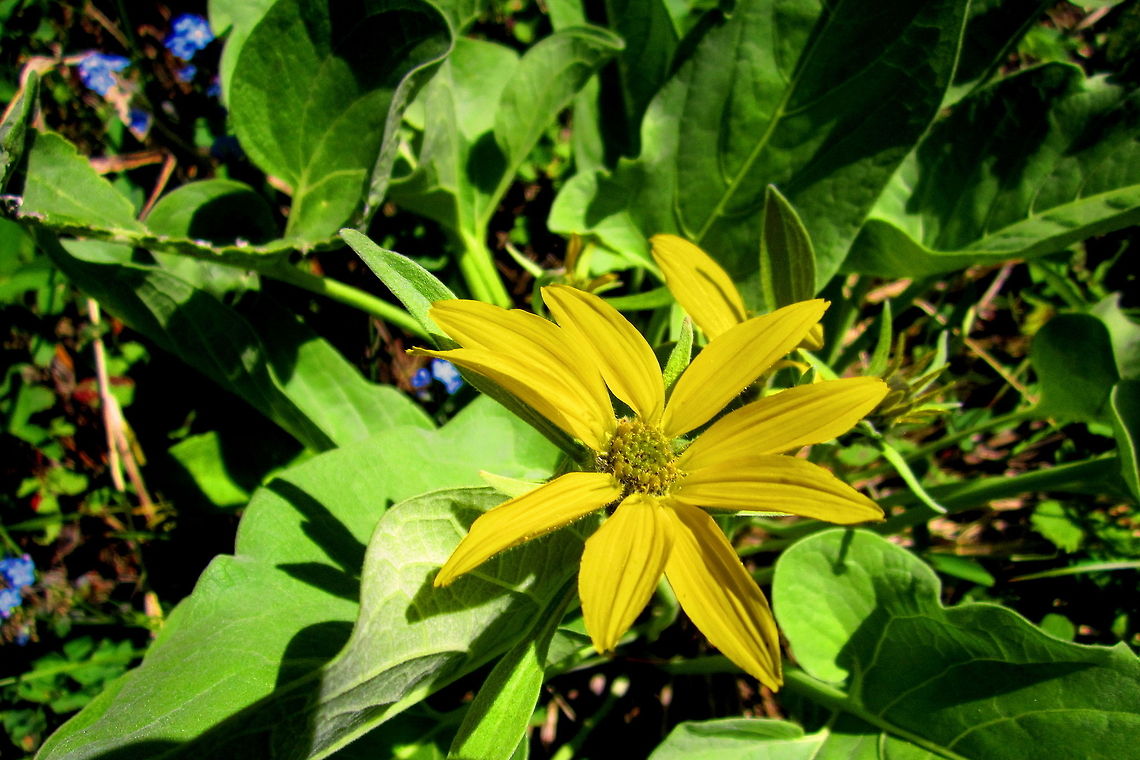 Arrowleaf Balsomroot Arrowleaf balsomroot growing over some forget-me-not in Yellowstone National Park, Wyoming. Arrowleaf Balsamroot,Balsamorhiza sagittata,Geotagged,United States,Wildflowers,Wyoming,Yellowstone National Park
