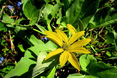 Arrowleaf Balsomroot Arrowleaf balsomroot growing over some forget-me-not in Yellowstone National Park, Wyoming. Arrowleaf Balsamroot,Balsamorhiza sagittata,Geotagged,United States,Wildflowers,Wyoming,Yellowstone National Park