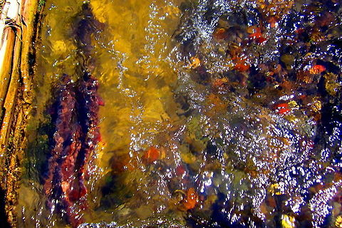 Spawning Yellowstone Cutthroat Yellowstone cutthroat trout group together in the inlet to Trout Lake in Yellowstone National Park to spawn in June. Fish,Geotagged,Oncorhynchus clarkii bouvieri,United States,Wyoming,Yellowstone National Park,Yellowstone cutthroat trout