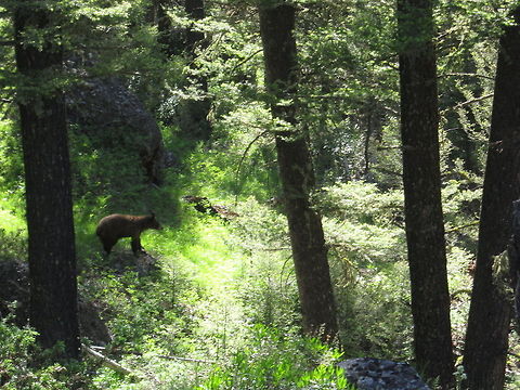 Silent Black Bear I was taking a quick breather whilst back country hiking in Yellowstone National Park when this black bear wandered into view. It got within 35 meters or so before it disappeared into the forest from whence it came. A unique and thrilling experience! American black bear,Geotagged,United States,Ursus americanus,Wyoming,Yellowstone National Park