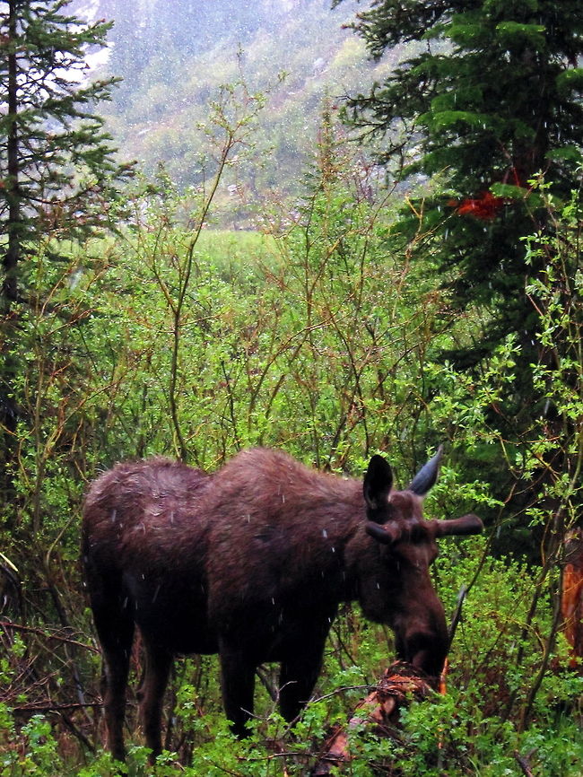 Clubs This bull moose I encountered in some high country in the Tetons is just starting to grow his paddles back after a long alpine winter. They are just small clubs in velvet now, but within three to four months, they have the potential to grow to a span of over a meter! Alces alces,Geotagged,Grand Teton National Park,Mammals,Moose,United States,Wyoming