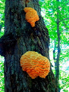 Chicken of the Woods A common fungus found in North America and Europe. Apparently they are good for eating! Captured in the Porcupine Mountains Wilderness Area, upper Michigan. Chicken of the Woods,Fungi,Geotagged,Laetiporus sulphureus,Michigan,United States