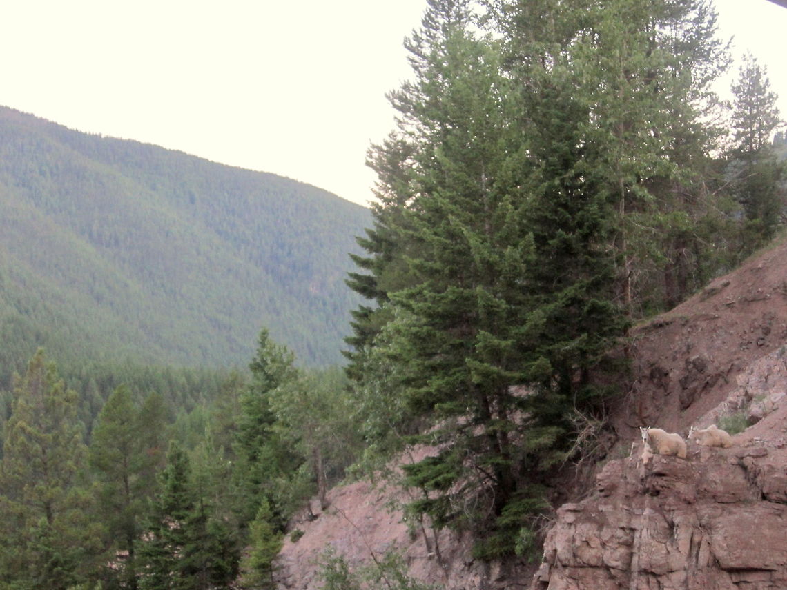 On the Edge This capture shows just how comfortable mountain goats are with their surroundings and the habitat they are found. Mountain goats are great climbers and often stick to steep, rocky mountain sides as to avoid less sure-footed predators. This nanny and kid were photographed in the southern part of Glacier National Park, Montana. Geotagged,Glacier National Park,Mammals,Montana,Mountain goat,Oreamnos americanus,United States