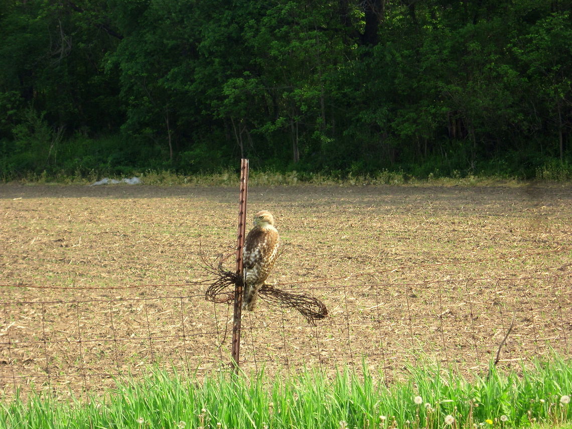 Adolescent Red-tailed Hawk A young red-tailed hawk perches on a bundle of barbed wire, overlooking an open corn field for movement of prey. Captured in northern Illinois. Birds,Birds of Prey,Buteo jamaicensis,Geotagged,Illinois,Red-tailed Hawk,United States