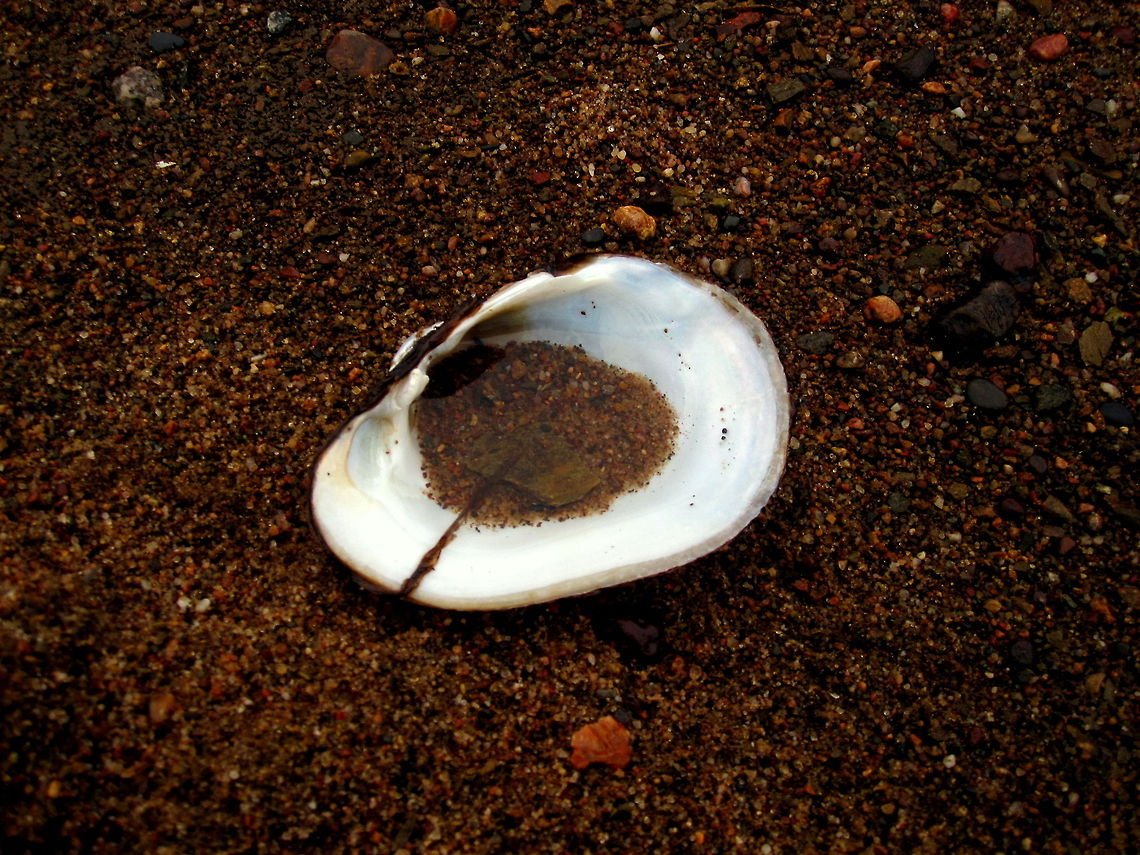Creeper Bivalve Shell Half of the shell of a creeper, a species of freshwater muscle. They are relatively common throughout the river systems on which I spend a lot of time in the warmer months. This shell was found on the Wisconsin River in Stevens Point, Wisconsin. Geotagged,Shell,Strophitus undulatus,United States,freshwater muscle
