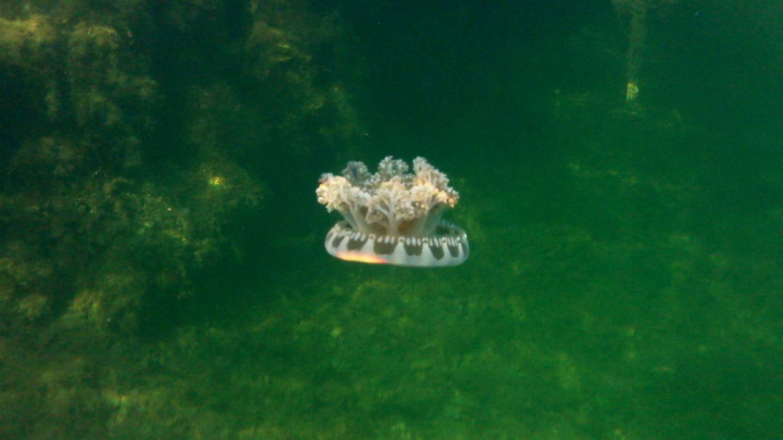 Upside-down Jellyfish This species of upside-down jellyfish (Cassiopea sp.) was captured in a saltwater lagoon on Sugarloaf Key, Florida. It has a  circumference about the size of an aluminum can. Cassiopea xamachana,Geotagged,United States