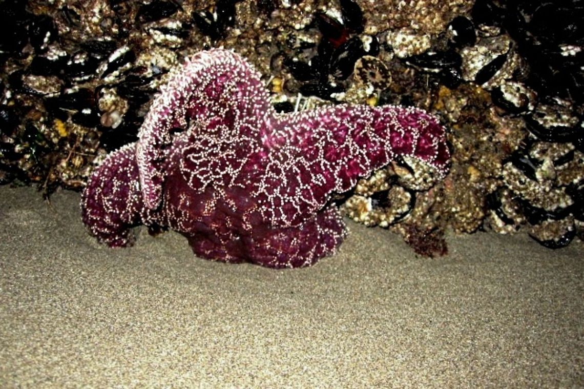 Purple Sea Star The purple sea star is a common Pacific starfish that specializes in inter tidal zones. It is a keystone species, meaning that it is a good indicator of disturbance in its ecosystem. This specimen was captured at second beach, La Push, Washington at low tide. Geotagged,Pisaster ochraceus,Purple sea star,United States,Washington