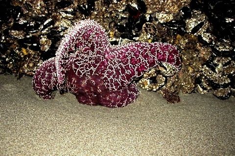 Purple Sea Star The purple sea star is a common Pacific starfish that specializes in inter tidal zones. It is a keystone species, meaning that it is a good indicator of disturbance in its ecosystem. This specimen was captured at second beach, La Push, Washington at low tide. Geotagged,Pisaster ochraceus,Purple sea star,United States,Washington