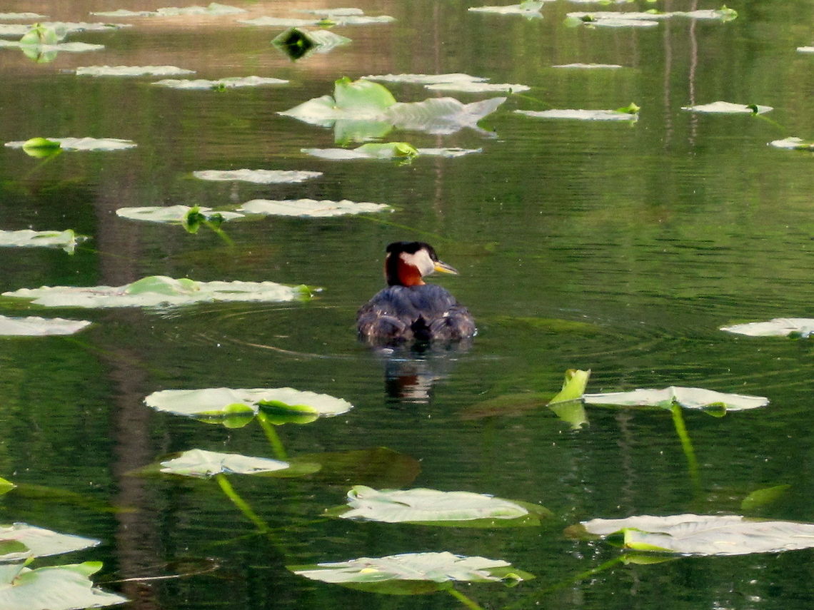 Red-necked Grebe A male red-necked grebe patrols the lily pads near his nest. Captured on Hayden Lake near Coeur d&#039;Alene, Idaho. Birds,Geotagged,Idaho,Podiceps grisegena,Red-necked Grebe,United States,Waterfowl