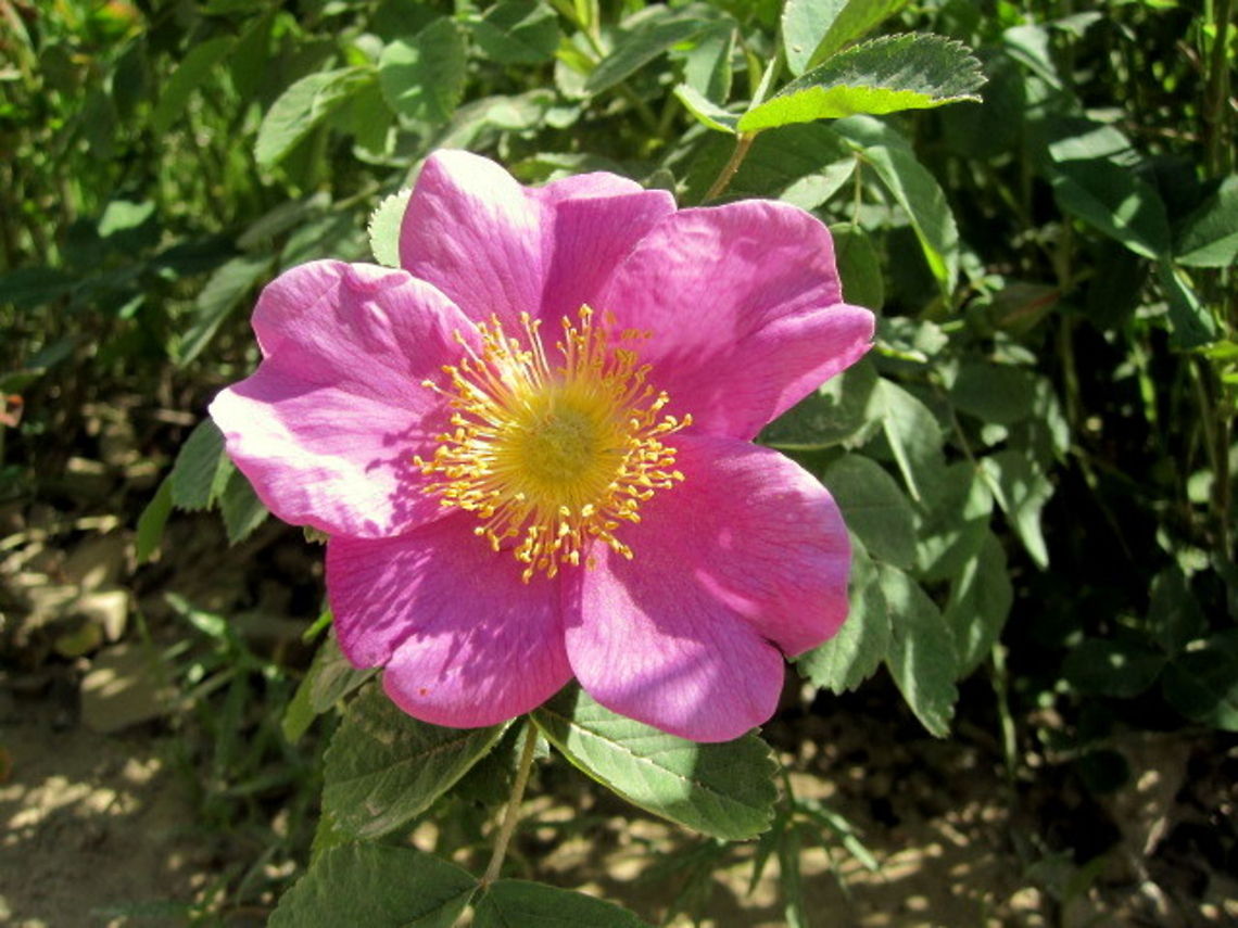 Woods' Rose A woods&#039; rose grows along a river road in the Coeur d&#039;Alene Mountains in northern Idaho. Geotagged,Idaho,National Forest,Rosa woodsii,United States,Wildflowers,Woods' rose