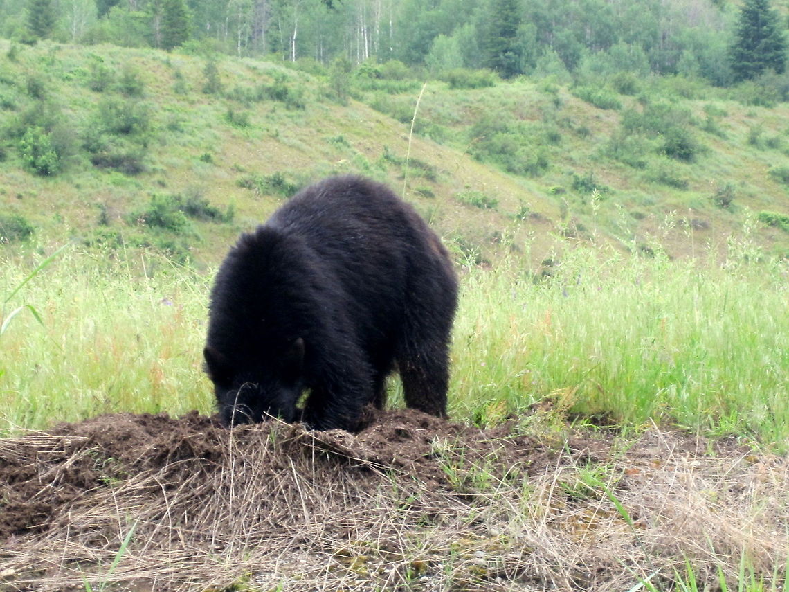 Ants on the Menu A young boar black bear digs into an ant colony for an afternoon snack. Captured near the British Columbia, Washington border. American black bear,Canada,Geotagged,Mammals,United States,Ursus americanus,Washington