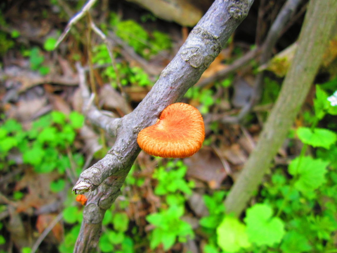 Spring Fungi  Fungi,Geotagged,Hexagonal-pored polypore,Illinois,Neofavolus alveolaris,Polyporus alveolaris,United States