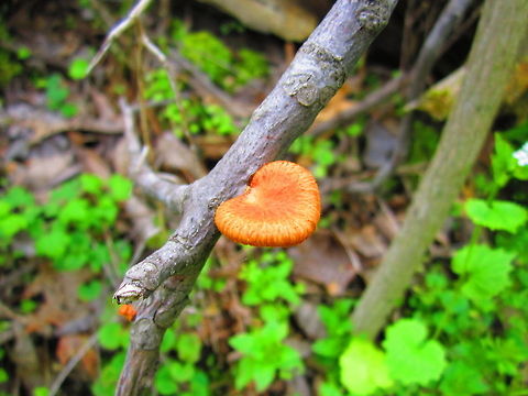 Spring Fungi  Fungi,Geotagged,Hexagonal-pored polypore,Illinois,Neofavolus alveolaris,Polyporus alveolaris,United States
