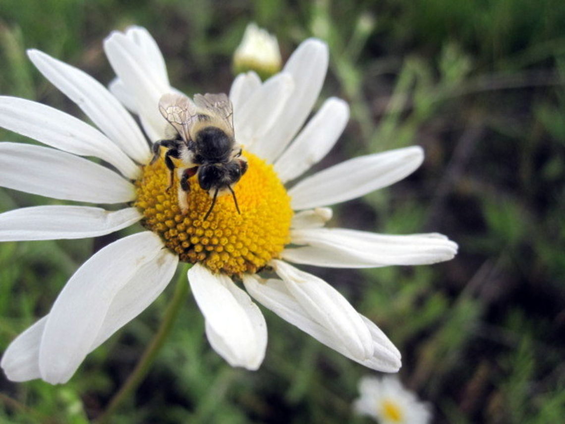 Pollinating A bee pollinates an ox-eye daisy in northern Idaho. Bees,Geotagged,Idaho,Insects,United States,wildflowers