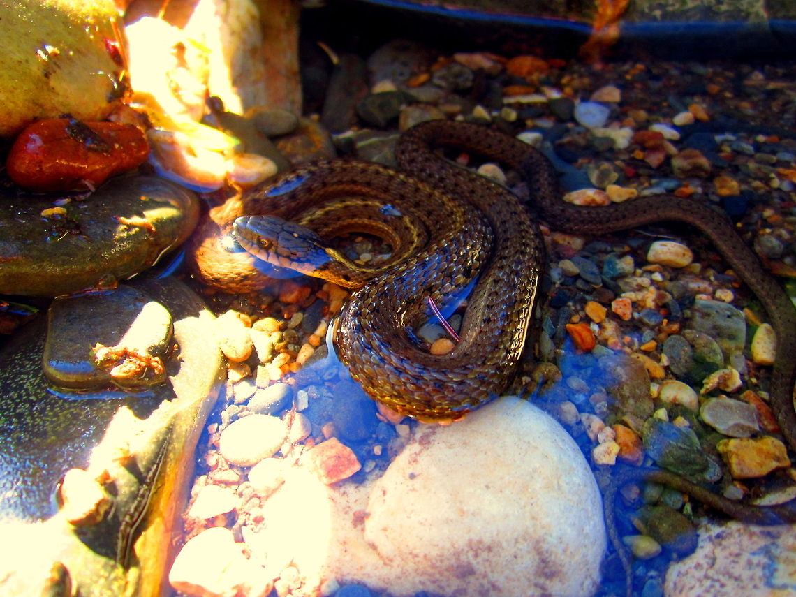 Wandering Garter Snake This subspecies of the western terrestrial garter snake is often found near water, like most other garter snakes. I stumbled upon this snake when turning over rocks along the stream margin looking for aquatic nymph forms of mayflies and stoneflies in the St. Joe River, Idaho. Geotagged,Idaho,Reptiles,Snakes,Thamnophis elegans vagrans,United States