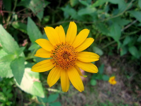 Wild Common Sunflower A common sunflower I found growing in a nature preserve near Devils Lake, North Dakota. Geotagged,Helianthus annuus,North Dakota,Sunflower,United States,Wildflowers